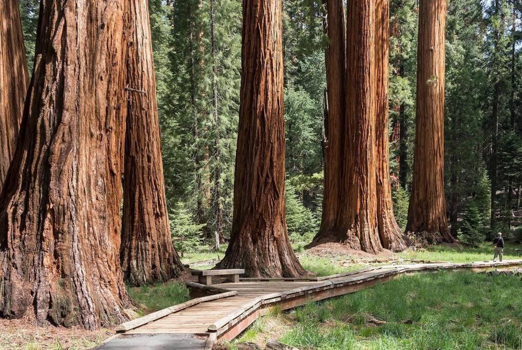 Sequoia Cabin By The River Three Rivers Exteriör bild