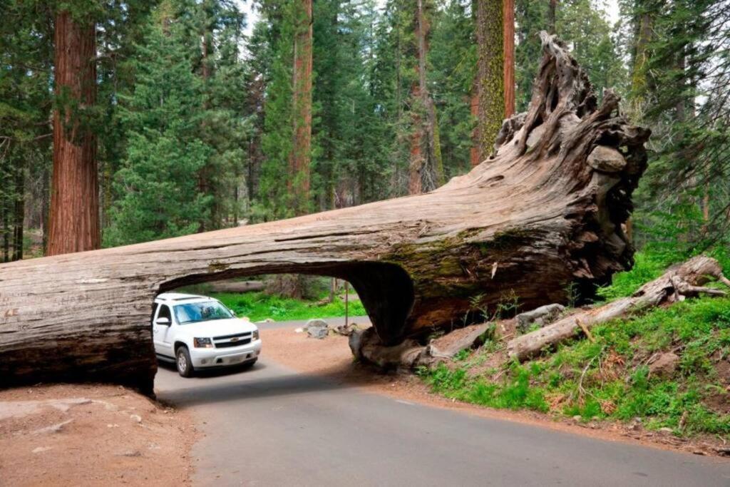 Sequoia Cabin By The River Three Rivers Exteriör bild