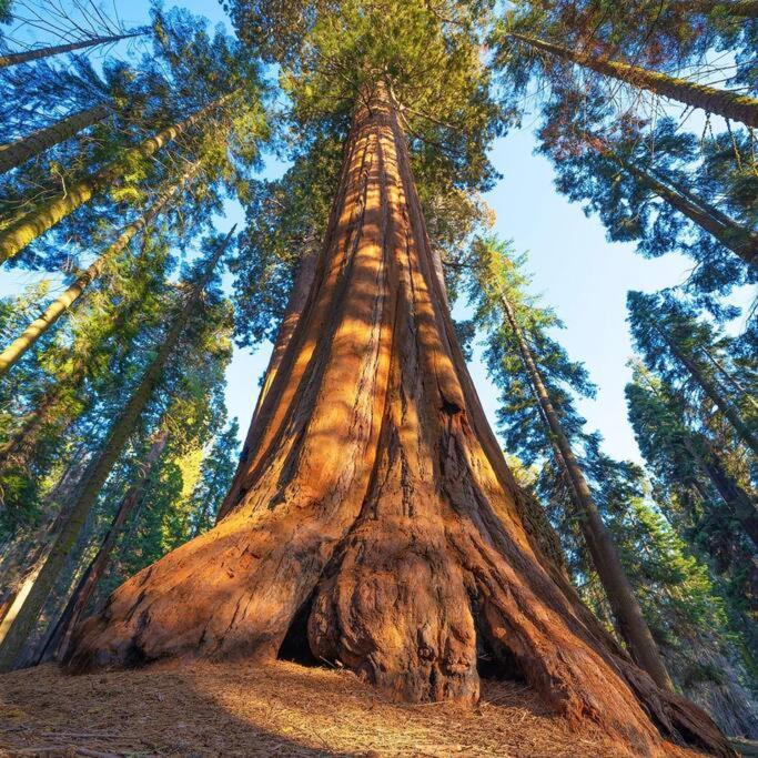 Sequoia Cabin By The River Three Rivers Exteriör bild